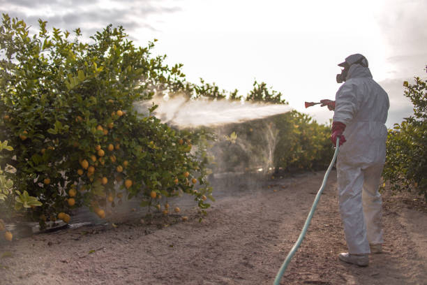 Best Local Pest Control Services  in Litchfield Beach, SC